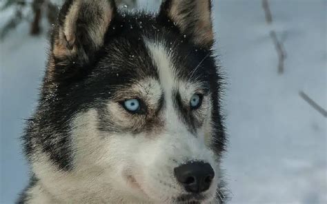 17 raças de cachorros que se parecem lobos