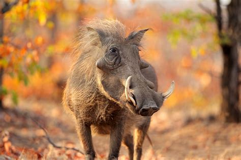 artiodactyl, Warthog, Animals, Wallpapers Wallpapers HD / Desktop and ...