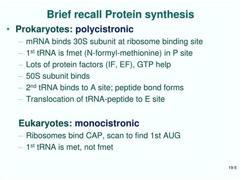 PPT Chapt 19 Ribosomes And Transfer RNA PowerPoint Presentation