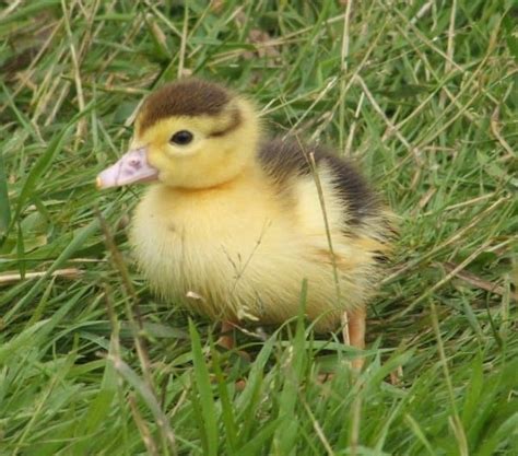 Raising Muscovy Ducks - The Hedgecombers