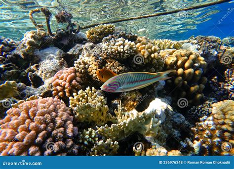 Maravilhoso Mundo Submarino Do Mar Vermelho Belo Peixe Colorido Nadando