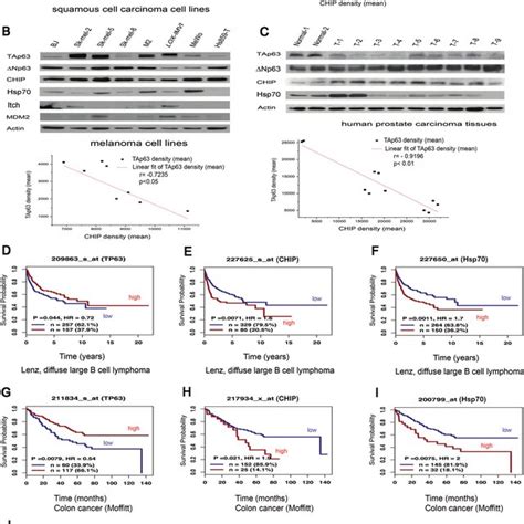 Hsp70 Is Critical For The CHIP Mediated P63 Function A H1299