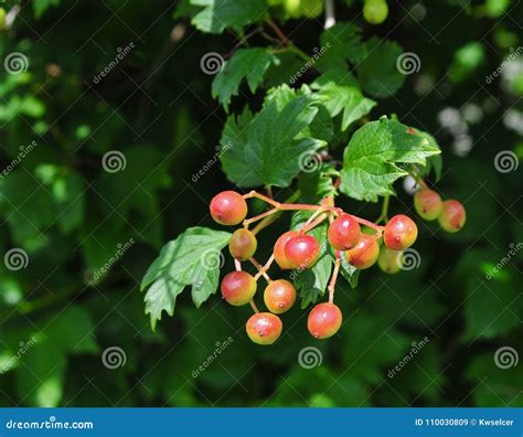 Bright Red Berries and Green Leaves of Maple Leaf Viburnum. Stock Image - Image of early, leaf ...