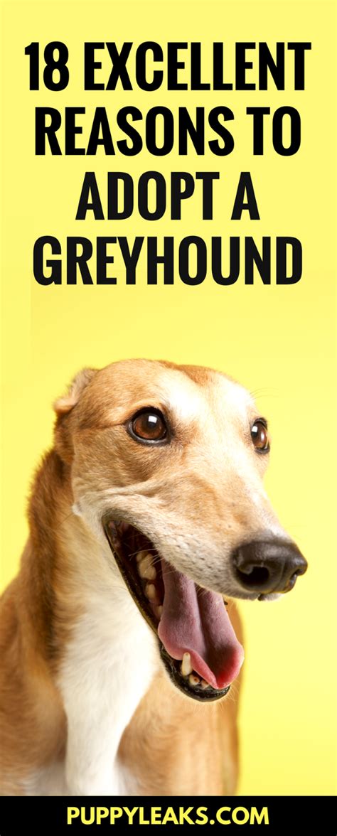 18 Excellent Reasons To Adopt a Greyhound - Puppy Leaks