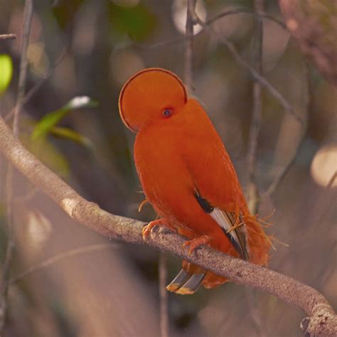 Galo Da Serra Guianan Cock Of The Rock Rupicola Rupicola Flickr