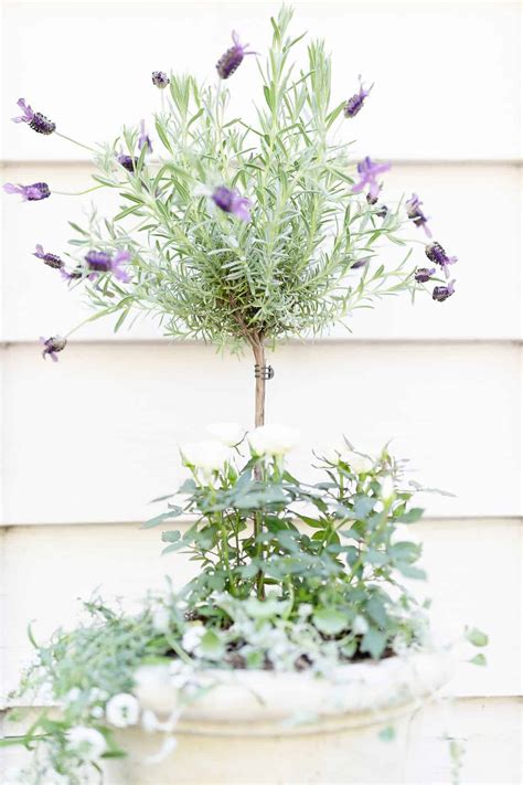 Growing a Lavender Tree Indoors or Out | Julie Blanner