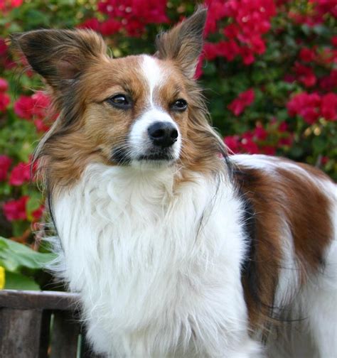 Papillon Butterfly Dog Breed Information And Images K9rl
