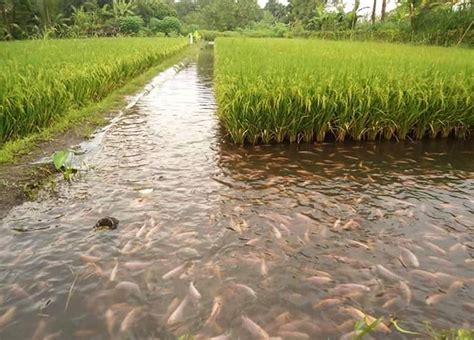 Panduan Budidaya Mina Padi Kampustani