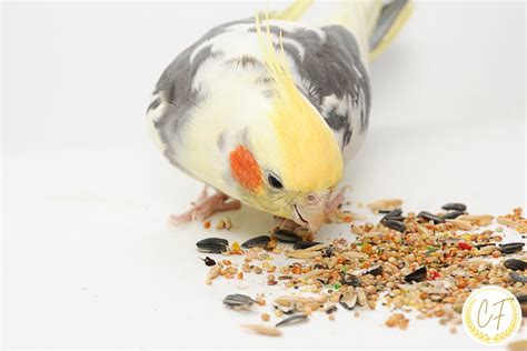 O'que Calopsita Come - Quantas Vezes por Dia uma Calopsita Tem que Comer?