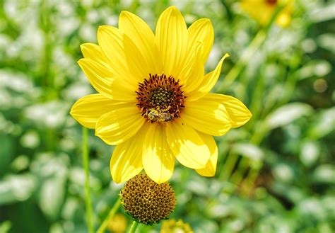 yellow bee pollination  photo  pixabay pixabay