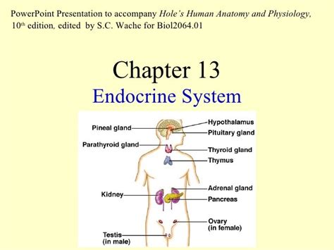 The Endocrine System Chapter 13