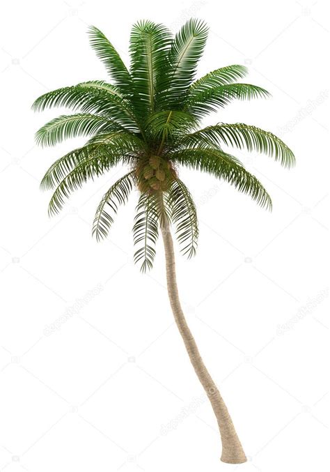 Coconut Palm Tree Isolated On White Background With Clipping Path Stock