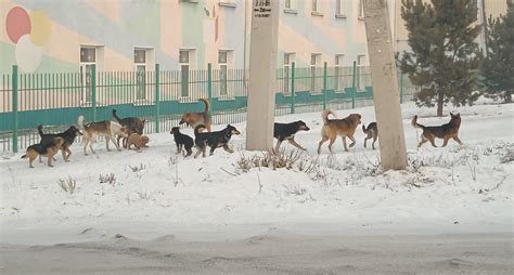 Ужасное в Кузбассе стая голодных псов набросилась на первоклассника