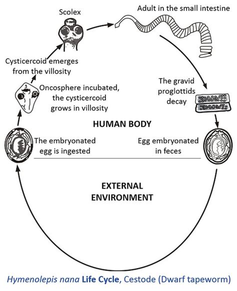 Difference Between Definitive Host And Intermediate Host Definition