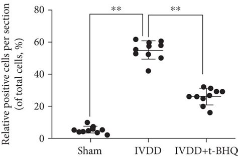 T Bhq Ameliorates Intervertebral Disc Degeneration In Vivo After 8