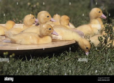 Domestic Duck Ducklings Meadow Hi Res Stock Photography And Images Alamy