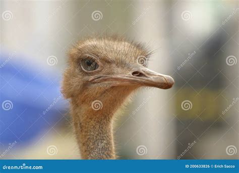 Funny Ostriches On An Ostrich Farm Restrict Focus Stock Photo Image