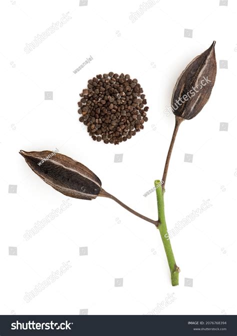 Abelmosk Abelmoschus Moschatus Fruits Seeds Isolated Stock Photo ...