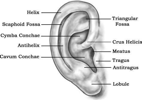 Auricular Cartilage Grafts Operative Techniques In Otolaryngology