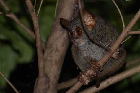 Tarsius Tumpara Wikiwand