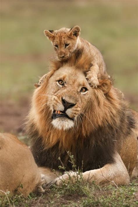 What Are Some Unique Animals In Africa