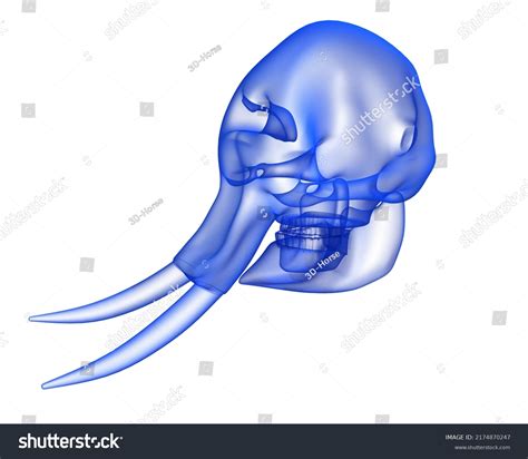 Elephant Skull Anatomy Transparent Xray 3d Stock Illustration