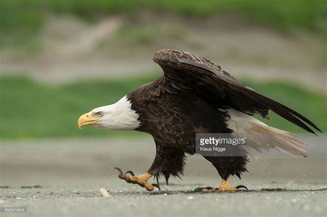 Stock Photo Portrait Of A Bald Eagle Haliaeetus Leucocephalus