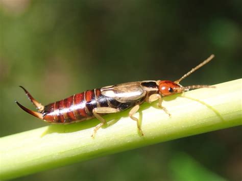 Earwigs Bio Illinois Species Id Inaturalist