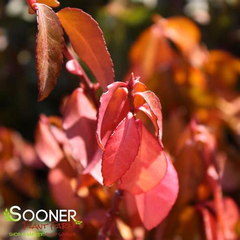 Purpleleaf Wintercreeper Euonymus | Sooner Plant Farm