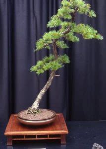 Come Curare Un Bonsai Ficus Retusa Mondo Bonsai