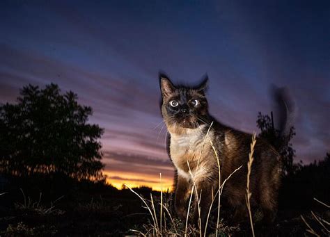 K Nnen Katzen Sehen Wenn Es Komplett Dunkel Ist