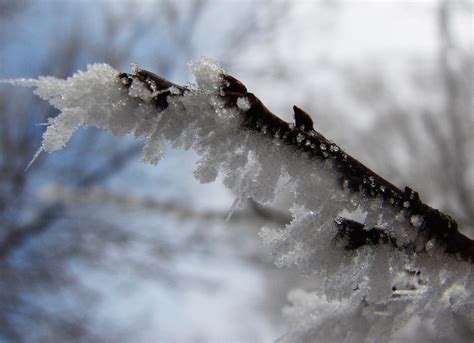 图片素材 树 水 性质 科 雪 冬季 白色 叶 霜 冰 天气 冻结 季节 特写 现场 十二月 冷冻 宏观