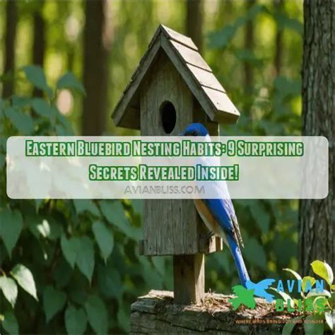 Eastern Bluebird Nesting Habits 9 Surprising Secrets Revealed Inside