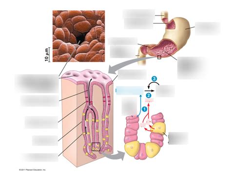 Gastric Pit Diagram Quizlet