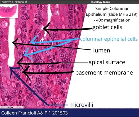 Stratified Squamous Epithelium Slide Labeled