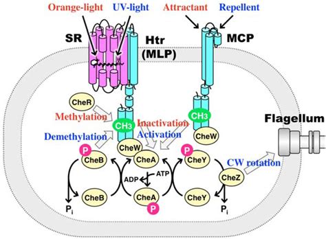 Sensors Free Full Text Phototactic And Chemotactic Signal