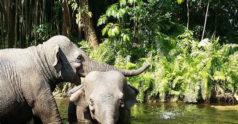 Happy Elephants Playing In The Water Imgur