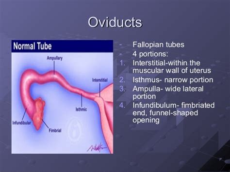 Maternal Anatomy And Physiology