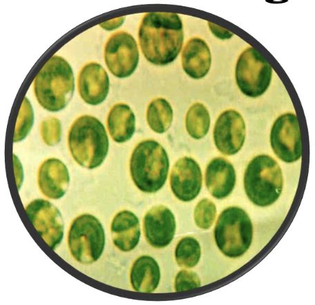 Lab 4 Kingdom Protista Protists II Flashcards Quizlet