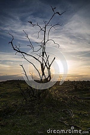 Stark Bush Silhouette Against Stunning Sunset Sky Stock Photo ...