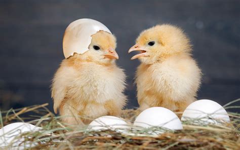 Cara Merawat Anak Ayam Yang Benar