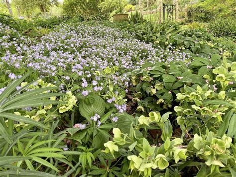 Shaded Slope North Carolina Extension Gardener Plant Toolbox