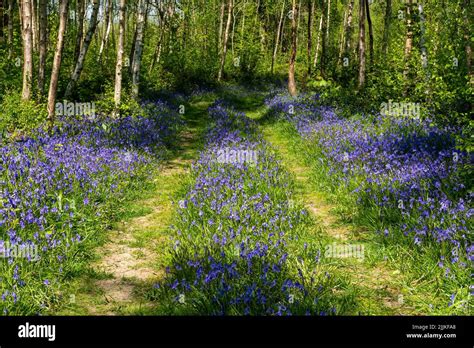 Bluebells In Woods In East Sussex England Hyacinthoides Non Scripta