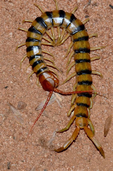 Red Headed Centipede From Norseman WA 6443 Australia On October 15