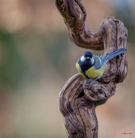 Vroege Vogels Foto Vogels Koolmees