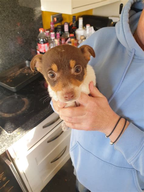 Lovely Jack Russel Puppies Well Marked Chocolate And White Looking