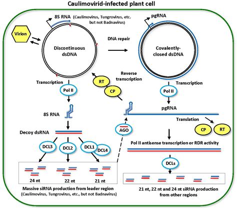 Frontiers Small Rna Omics For Plant Virus Identification Virome