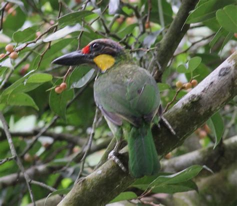 Ron-Nature-Adventures: Common Birds of Forest Trails