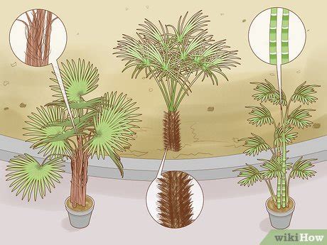 Identification Types Of Palm Trees Chart