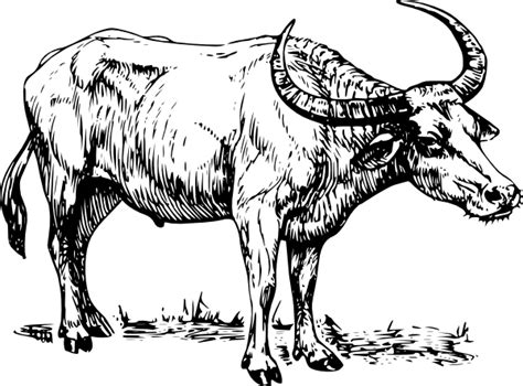 Tamaraw Drawing Sketch